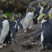 Moseley's rockhopper penguin. Adults. Nightingale Island, March 2016. Image &copy; Gordon Petersen by Gordon Petersen © Gordon Petersen, petersenphoto.com