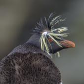 Moseley's rockhopper penguin. Adult. Gough Island, March 2016. Image &copy; Gordon Petersen by Gordon Petersen © Gordon Petersen, petersenphoto.com