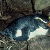 Fiordland crested penguin | Tawaki. Adult female on nest . Jackson Head colony, Jackson Bay, August 1978. Image &copy; Department of Conservation ( image ref: 10028220 ) by Rod Morris Courtesy of Department of Conservation