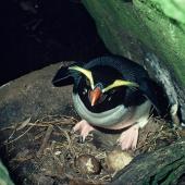 Fiordland crested penguin. Adult on nest with 2 eggs. Fiordland. Image &copy; Department of Conservation ( image ref: 10033863 )  by Allan Munn Courtesy of Department of Conservation