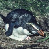 Fiordland crested penguin | Tawaki. Incubating adult. Taumaka, Open Bay Islands, August 1985. Image &copy; Colin Miskelly by Colin Miskelly