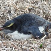 Fiordland crested penguin | Tawaki. Juvenile. Esperance, Western Australia, July 2017. Image &copy; Terry Bransby by Terry Bransby