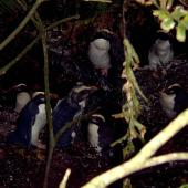 Fiordland crested penguin. Moulting adults (immature bird in centre). Codfish Island, February 2004. Image &copy; Ingrid Hutzler by Ingrid Hutzler