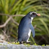 Fiordland crested penguin | Tawaki. Heading up shore back to nest. Between Haast and Lake Moeraki, October 2014. Image &copy; Douglas Gimesy by Douglas Gimesy www.gimesy.com