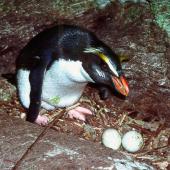 Fiordland crested penguin. Adult at nest with 2 eggs. Open Bay Islands, August 1985. Image &copy; Colin Miskelly by Colin Miskelly