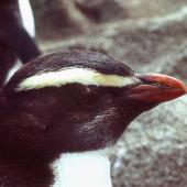 Fiordland crested penguin | Tawaki. One-year-old bird just before moult. Snares Islands, December 1982. Image &copy; Colin Miskelly by Colin Miskelly