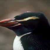 Snares crested penguin. One-year-old. North East Island, Snares Islands, January 1985. Image &copy; Colin Miskelly by Colin Miskelly