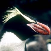 Snares crested penguin | Pokotiwha. Close view of adult male showing bill. Snares Islands, February 1983. Image &copy; Colin Miskelly by Colin Miskelly