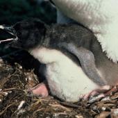 Snares crested penguin. Chick under adult. Snares Islands. Image &copy; Department of Conservation ( image ref: 10048613 ) Courtesy of Department of Conservation