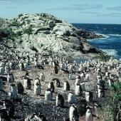 Snares crested penguin | Pokotiwha. Moulting pre-breeders. North East Island, Snares Islands, February 1984. Image &copy; Colin Miskelly by Colin Miskelly