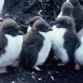 Snares crested penguin | Pokotiwha. Downy chicks. Station Point, Snares Islands, December 1986. Image &copy; Alan Tennyson by Alan Tennyson