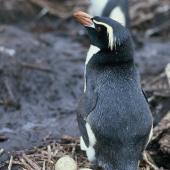 Snares crested penguin. Adult with 2 eggs. Snares Islands, November 1986. Image &copy; Alan Tennyson by Alan Tennyson