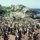 Snares crested penguin. Loafing subadults at colony. Station Cove, Snares Islands, January 1985. Image &copy; Colin Miskelly by Colin Miskelly
