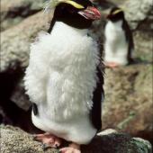 Snares crested penguin | Pokotiwha. Moulting subadult. North East Island, Snares Islands, February 1985. Image &copy; Colin Miskelly by Colin Miskelly