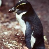 Snares crested penguin. Fledgling. North East Island, Snares Islands, February 1984. Image &copy; Colin Miskelly by Colin Miskelly
