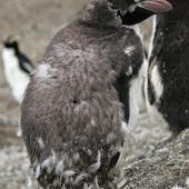 Erect-crested penguin. Moulting adult. Antipodes Island, February 2009. Image &copy; David Boyle by David Boyle