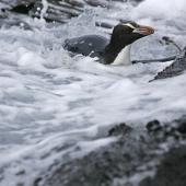 Erect-crested penguin. Adult swimming. Antipodes Island, January 2011. Image &copy; David Boyle by David Boyle