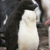 Erect-crested penguin. Chick. Antipodes Island, December 2009. Image &copy; David Boyle by David Boyle