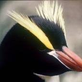 Erect-crested penguin. Close view of adult head showing crests and crown. Antipodes Island, October 1990. Image &copy; Colin Miskelly by Colin Miskelly