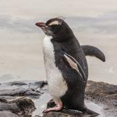 Erect-crested penguin | Tawaki nana hī. Immature in moult. Curio Bay, February 2023. Image &copy; Glenda Rees by Glenda Rees by Glenda Rees https://www.facebook.com/NZBAONPhttps://www.flickr.com/photos/nzsamphotofanatic/
