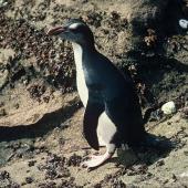 Erect-crested penguin. Immature. Antipodes Island, November 1978. Image &copy; Department of Conservation ( image ref: 10033317 ) by John Kendrick Department of Conservation  Courtesy of Department of Conservation