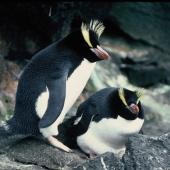 Erect-crested penguin. Pair at nest. Antipodes Island, October 1990. Image &copy; Colin Miskelly by Colin Miskelly