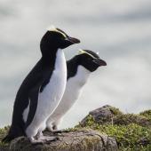 Erect-crested penguin. Adult female (left) with adult female Snares crested penguin (right). Pipikaretu Beach, March 2020. Image &copy; Oscar Thomas by Oscar Thomas @OscarKokako
