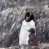 Erect-crested penguin | Tawaki nana hī. Adult and chick. Antipodes Island, December 2023. Image &copy; Mark Lethlean by Mark Lethlean