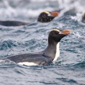 Erect-crested penguin | Tawaki nana hī. Adult on water. Bounty Islands, December 2023. Image &copy; Mark Lethlean by Mark Lethlean