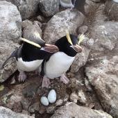 Erect-crested penguin. Pair at nest (male on left), showing extreme egg size difference. Proclamation Island, Bounty Islands, October 2013. Image &copy; Paul Sagar by Paul Sagar