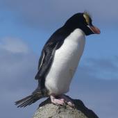 Erect-crested penguin. Adult. Proclamation Island, Bounty Islands, October 2019. Image &copy; Alan Tennyson by Alan Tennyson