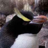 Erect-crested penguin. Close up of adult leaning forward. Antipodes Island, March 2009. Image &copy; Mark Fraser by Mark Fraser