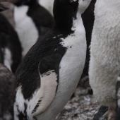 Erect-crested penguin. Partially leucistic adult. Antipodes Island, March 2009. Image &copy; Mark Fraser by Mark Fraser