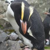 Erect-crested penguin. Non-breeding adult in eastern rockhopper penguin colony. Penguin Bay, Campbell Island, December 2012. Image &copy; Kyle Morrison by Kyle Morrison