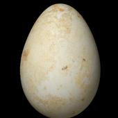 Erect-crested penguin. Egg 82.3 x 57.8 mm (NMNZ OR.001620, collected by Robert Falla). Antipodes Island, November 1950. Image &copy; Te Papa by Jean-Claude Stahl