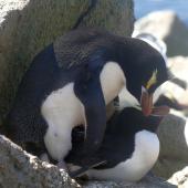 Erect-crested penguin. Adults copulating. Proclamation Island, Bounty Islands, October 2019. Image &copy; Alan Tennyson by Alan Tennyson