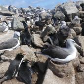 Erect-crested penguin. Nesting colony mixed with Salvin's mollymawks. Proclamation Island, Bounty Islands, October 2019. Image &copy; Alan Tennyson by Alan Tennyson