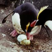 Erect-crested penguin. Pair at nest with eggs showing extreme size difference eggs. Antipodes Island, October 1990. Image &copy; Colin Miskelly by Colin Miskelly