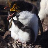 Macaroni penguin. Adult male and chick on nest. Cap Cotter, Iles Kerguelen, December 2015. Image &copy; Colin Miskelly by Colin Miskelly