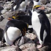Macaroni penguin. Adult female feeding chick on nest, adult male on right. Cap Cotter, Iles Kerguelen, December 2015. Image &copy; Colin Miskelly by Colin Miskelly
