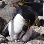 Macaroni penguin. Adult female feeding chick on nest. Cap Cotter, Iles Kerguelen, December 2015. Image &copy; Colin Miskelly by Colin Miskelly