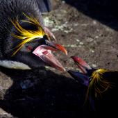 Macaroni penguin. Adult males fighting. Cap Cotter, Iles Kerguelen, December 2015. Image &copy; Colin Miskelly by Colin Miskelly