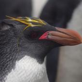 Macaroni penguin. Adult recently returned from sea, with gape flushed bright pink with blood. Cap Cotter, Iles Kerguelen, December 2015. Image &copy; Colin Miskelly by Colin Miskelly