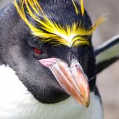 Macaroni penguin. Adult. Cap Cotter, Iles Kerguelen, December 2015. Image &copy; Colin Miskelly by Colin Miskelly