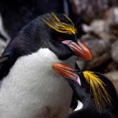 Macaroni penguin. Breeding pair, male above. Cap Cotter, Iles Kerguelen, December 2015. Image &copy; Colin Miskelly by Colin Miskelly