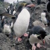 Macaroni penguin. Adult with eastern rockhopper penguin. Penguin Bay, Campbell Island, January 1993. Image &copy; Alan Tennyson by Alan Tennyson Alan Tennyson