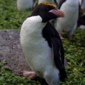 Macaroni penguin. Adult. Cap Cotter, December 2015. Image &copy; Colin Miskelly by Colin Miskelly