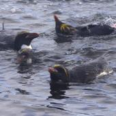 Macaroni penguin. Adults swimming offshore from colony. Cap Cotter, Iles Kerguelen, December 2015. Image &copy; Colin Miskelly by Colin Miskelly