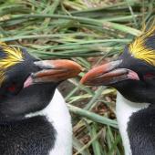 Macaroni penguin. Adults adjacent to colony. South Georgia, January 2012. Image &copy; Tony Crocker by Tony Crocker