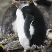 Royal penguin. Moulting subadult. Antipodes Island, March 2009. Image &copy; David Boyle by David Boyle